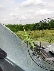 Дыбка степная 005